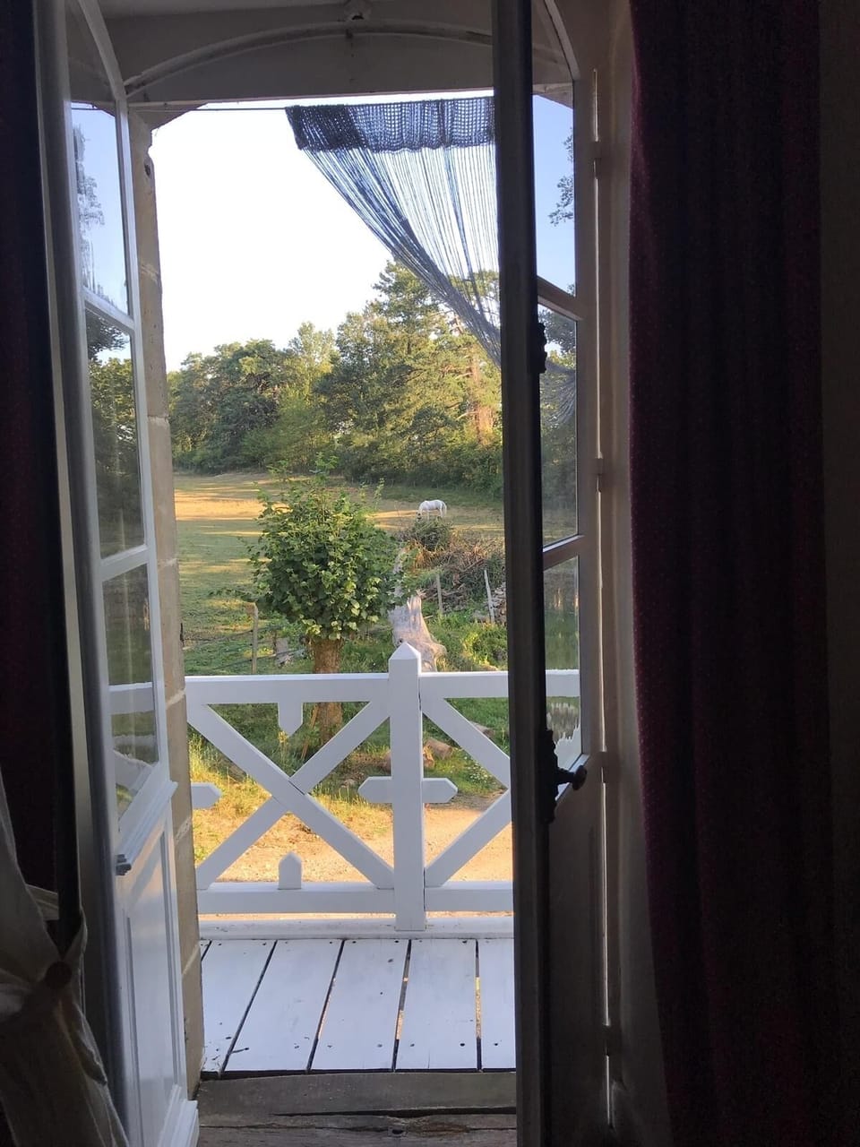 Good morning Chief!  (He’s the horse!)