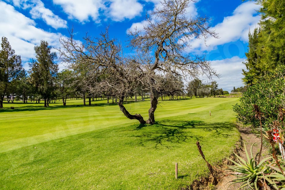 Panoramic view of the golf course landscape with olive trees and lush greenery surrounding Apartment Pampas near Alvor in the Algarve
