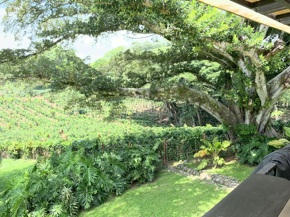 200 year old higueron tree with coffee estate in background.. A microbiome.