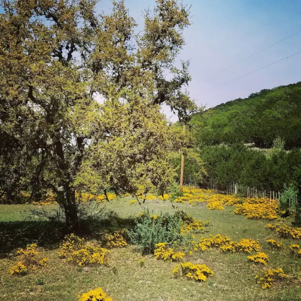 Springtime in the Lost Maples Region of the Texas Hill Country