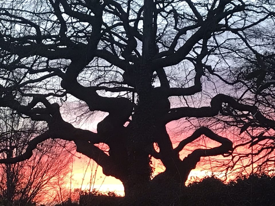 400 year old copper beech tree seen from master bedroom.. my favourite view 
