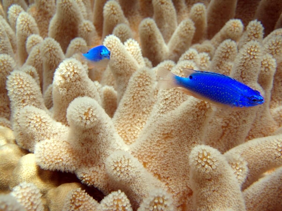 snorkeling outside the house
