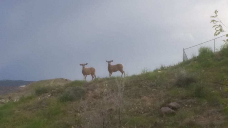 Area is frequented by deer