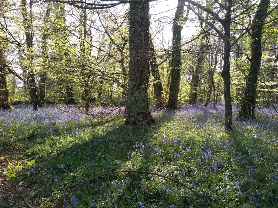 Bluebell wood Llanhydrock