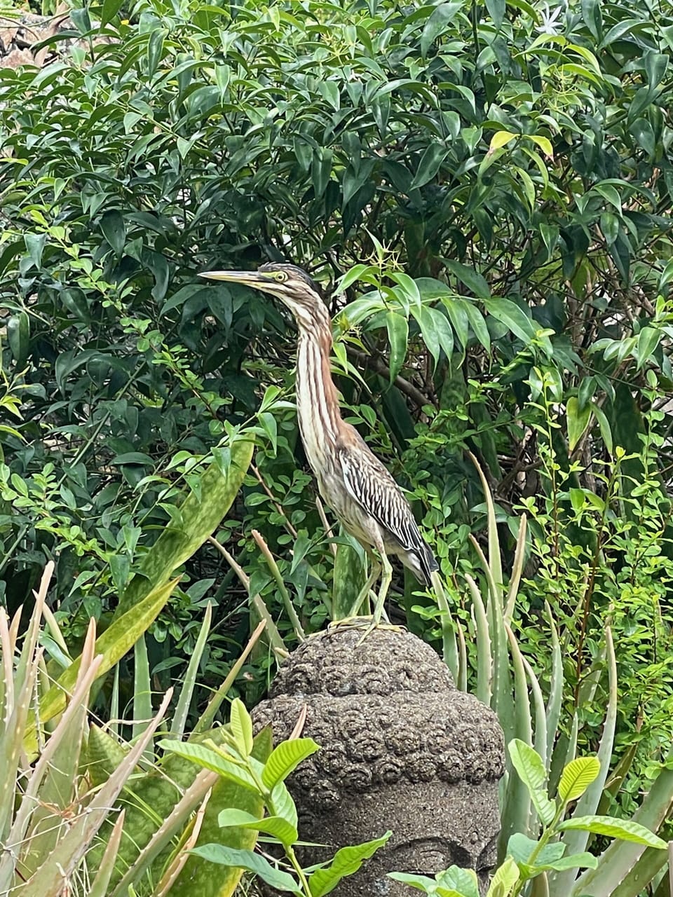 Garden visitor