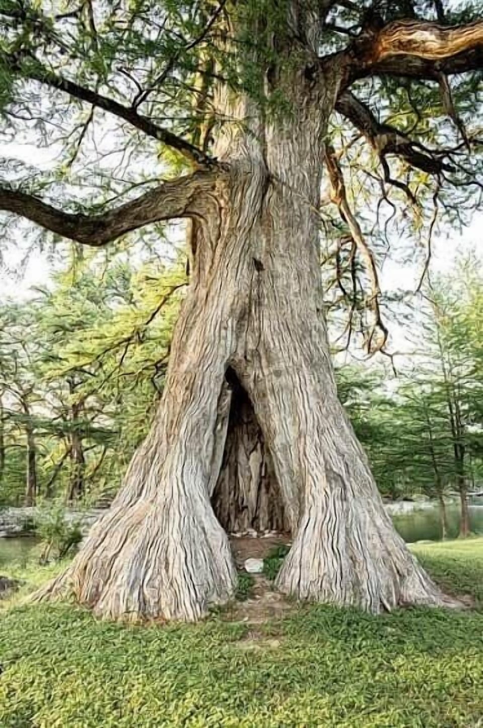 Cyfpress Tree by river frontage
