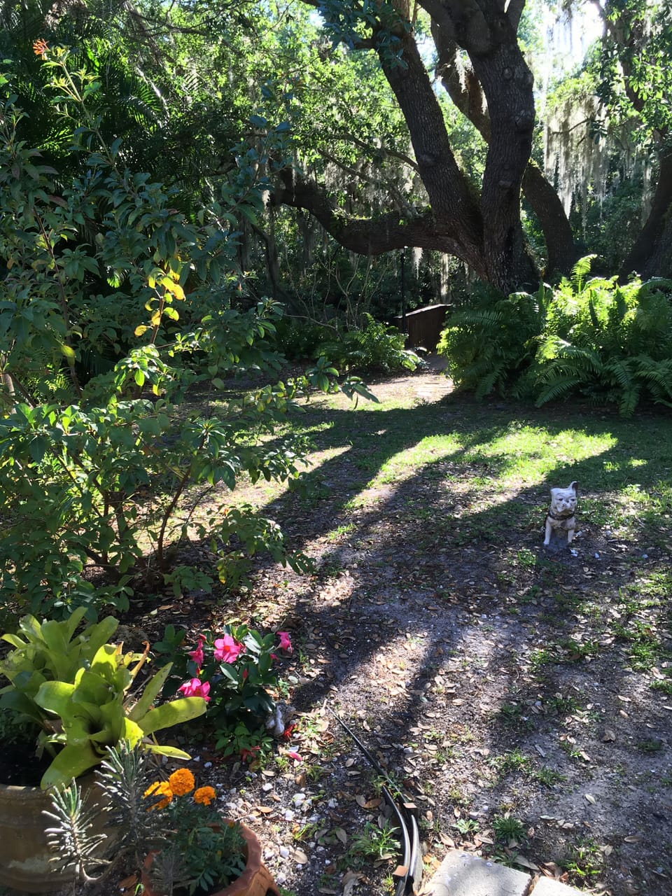 Sunrise in the backyard.