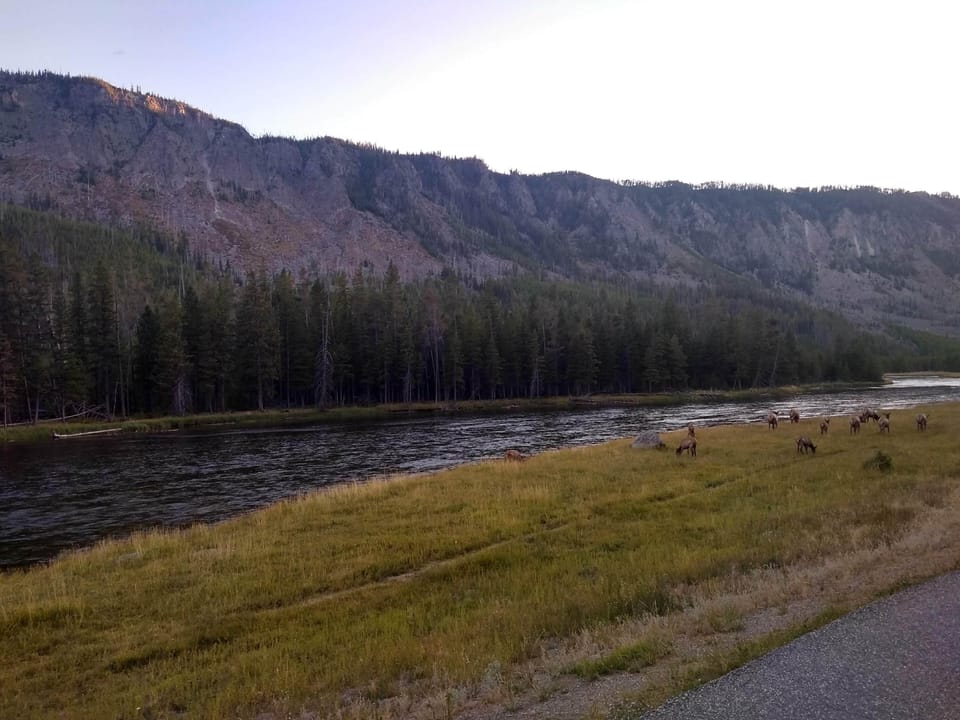 Driving though Yellowstone.