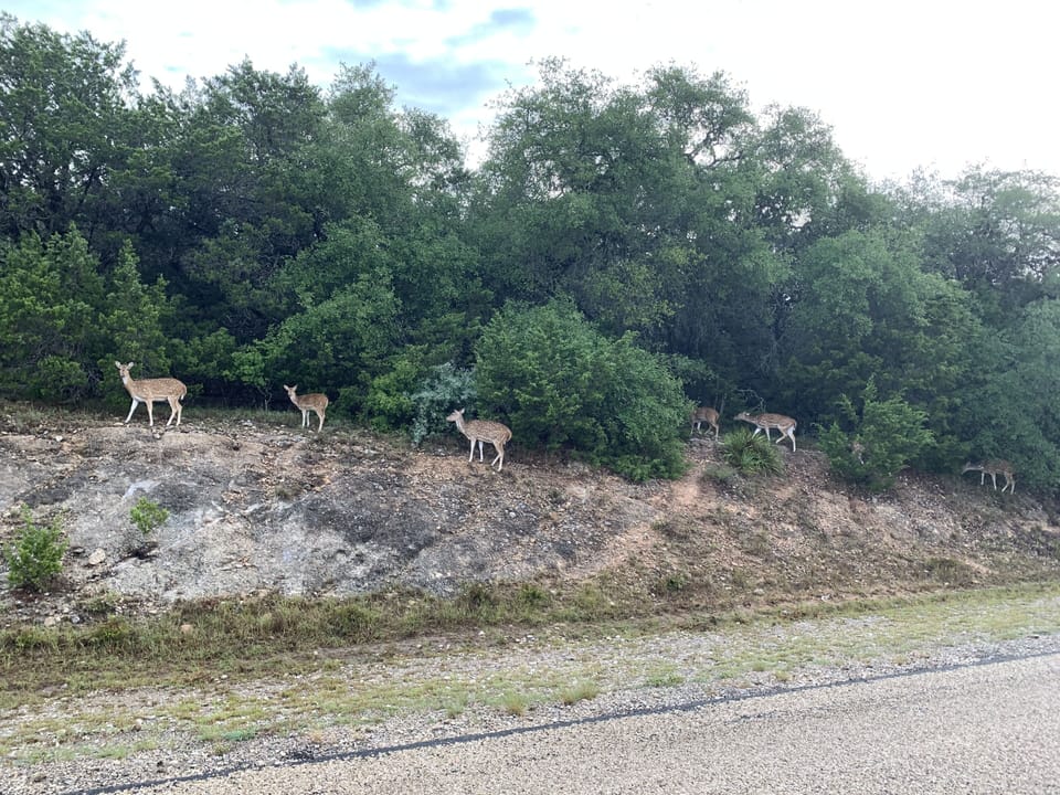 Careful on the drive in, deer are abundant, especially at dusk.