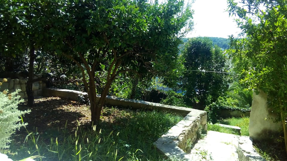 
Garden in front of the house where Mediterranean trees grow