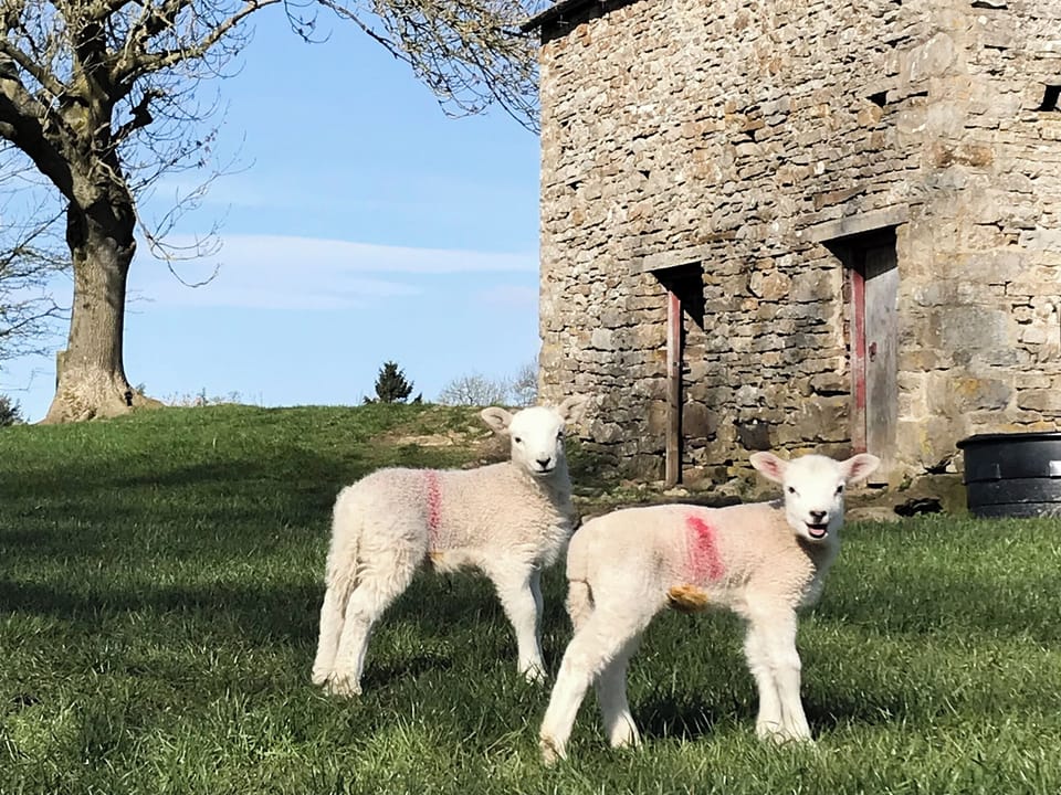 Spring lambs in Aysgarth | The Owlery at Aysgarth, Aysgarth, near Leyburn