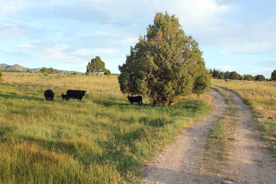 You may run into cattle on the long driveway into the ranch.