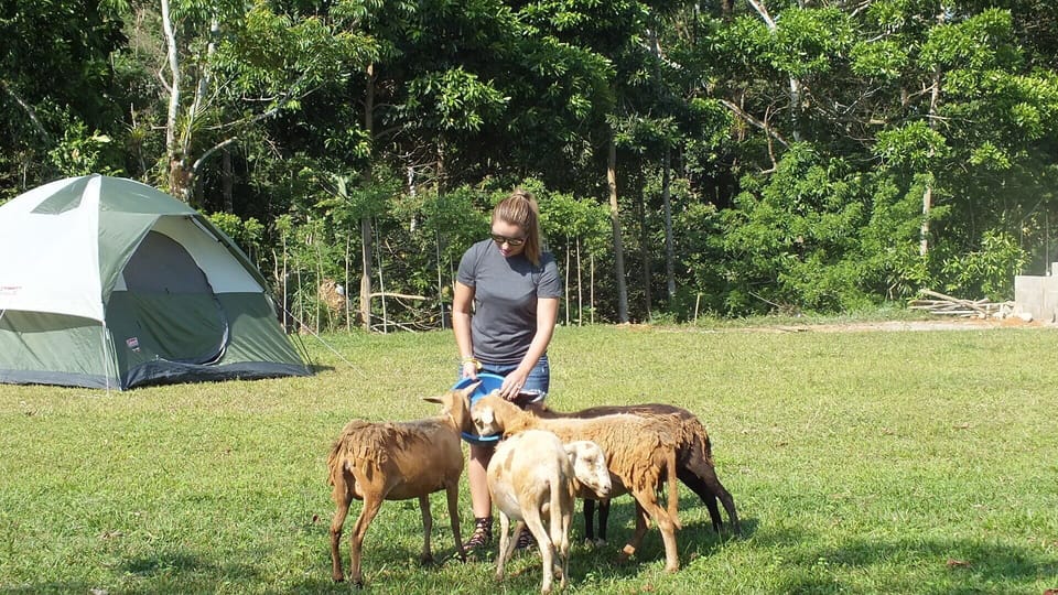 Feeding the Sheeps