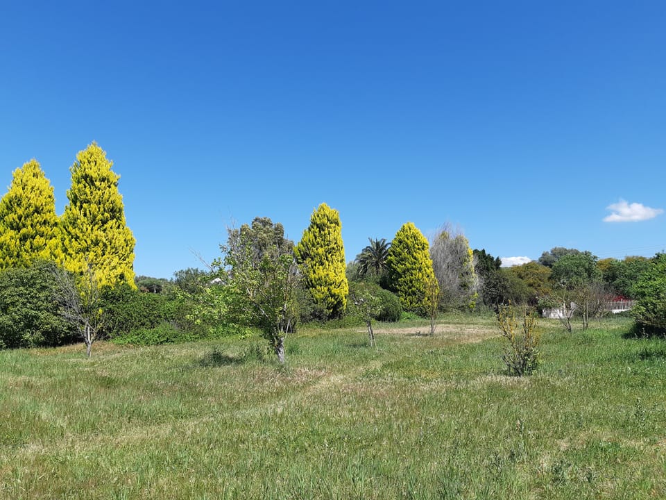 Central orchard and Spring wildflower meadow