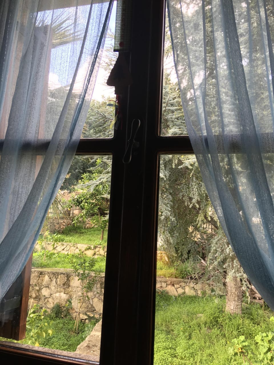 The back door garden