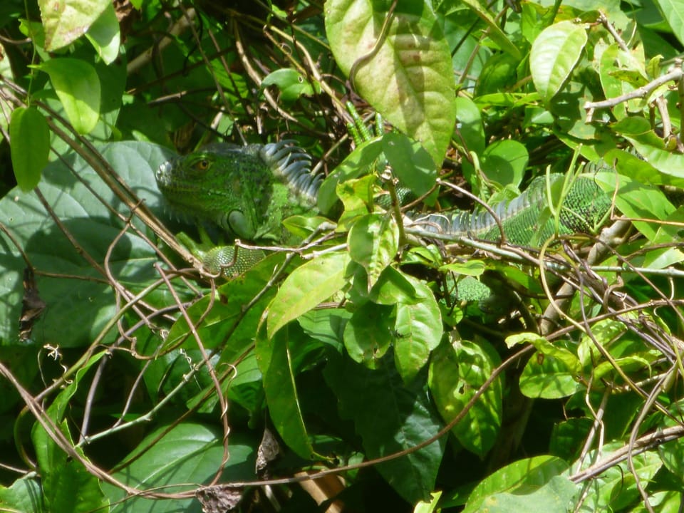 Iguana n the garden

