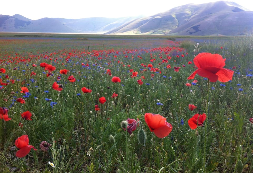 Stunning Castelluccio  - come and visit in July
