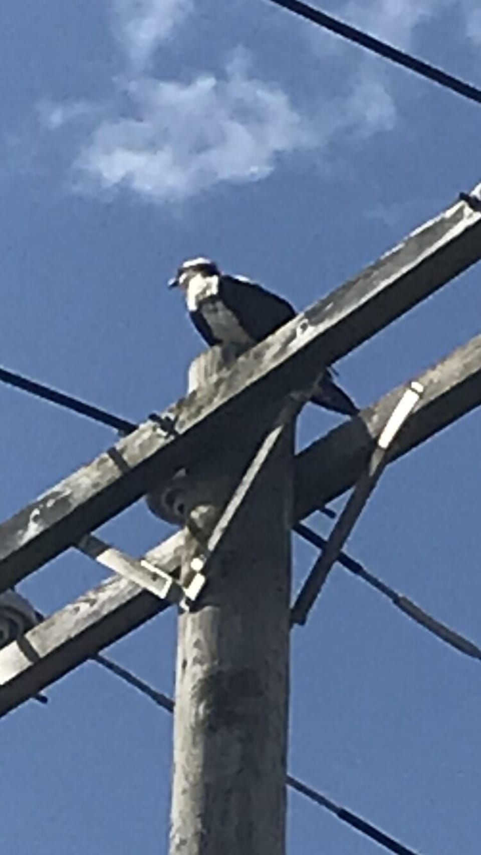 Wildlife is in abundance, we just need to look up and around to enjoy!!
