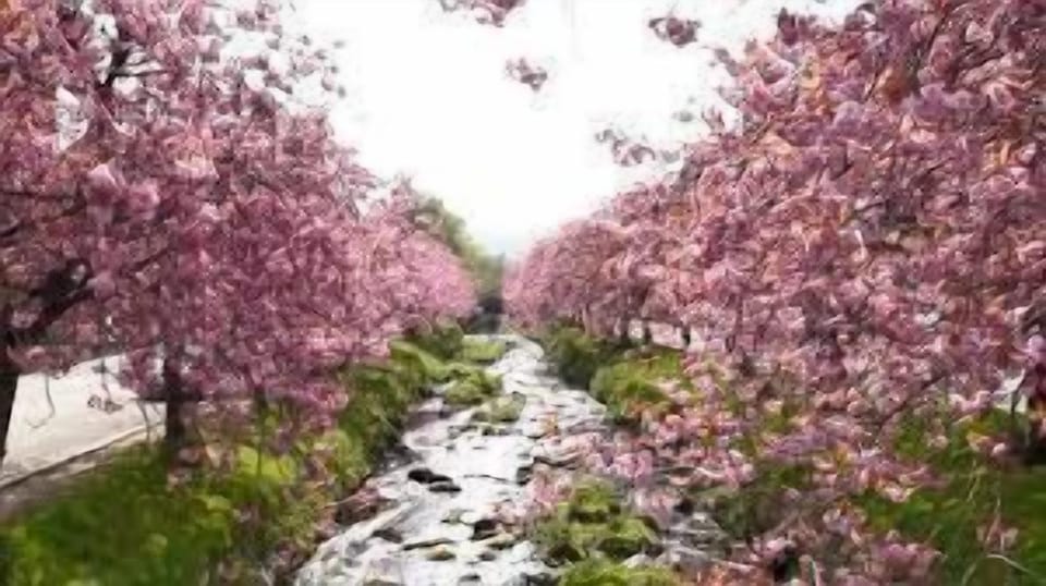 Every year for a few days in May, the cherry blossom trees which line the Dollar Burn explode into a magnificent display of subtle pinks.