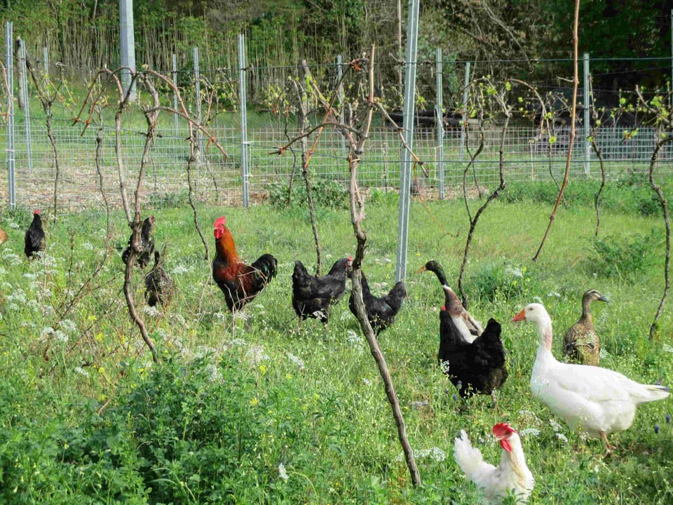 Chickens at pasture make delicious eggs