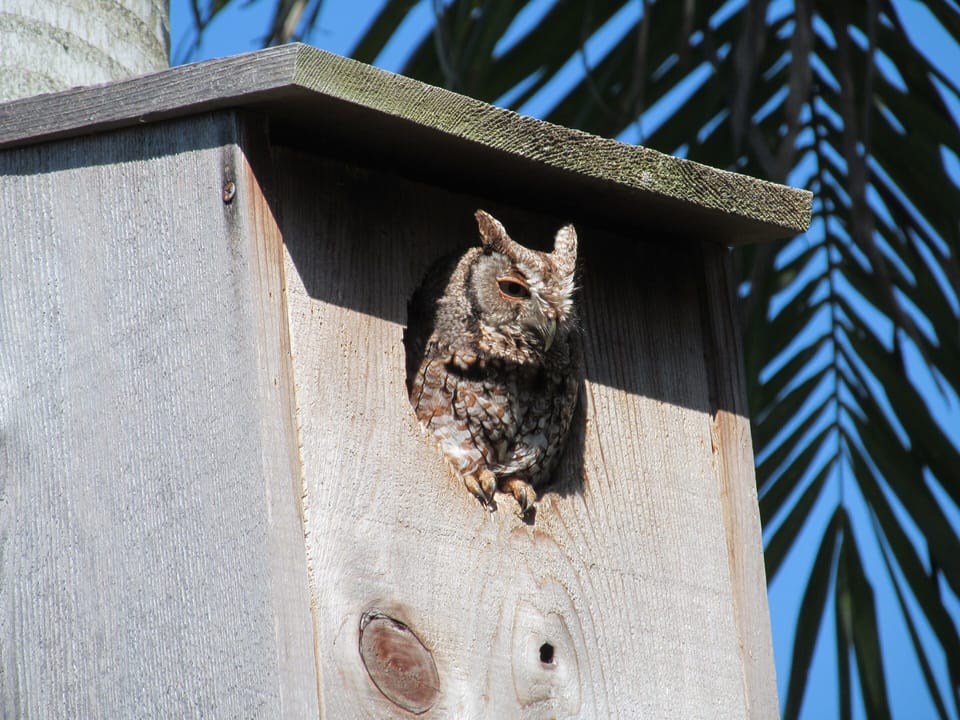 Our resident owl, 'Owley'. He lives in an owl box attached to the palm tree. 