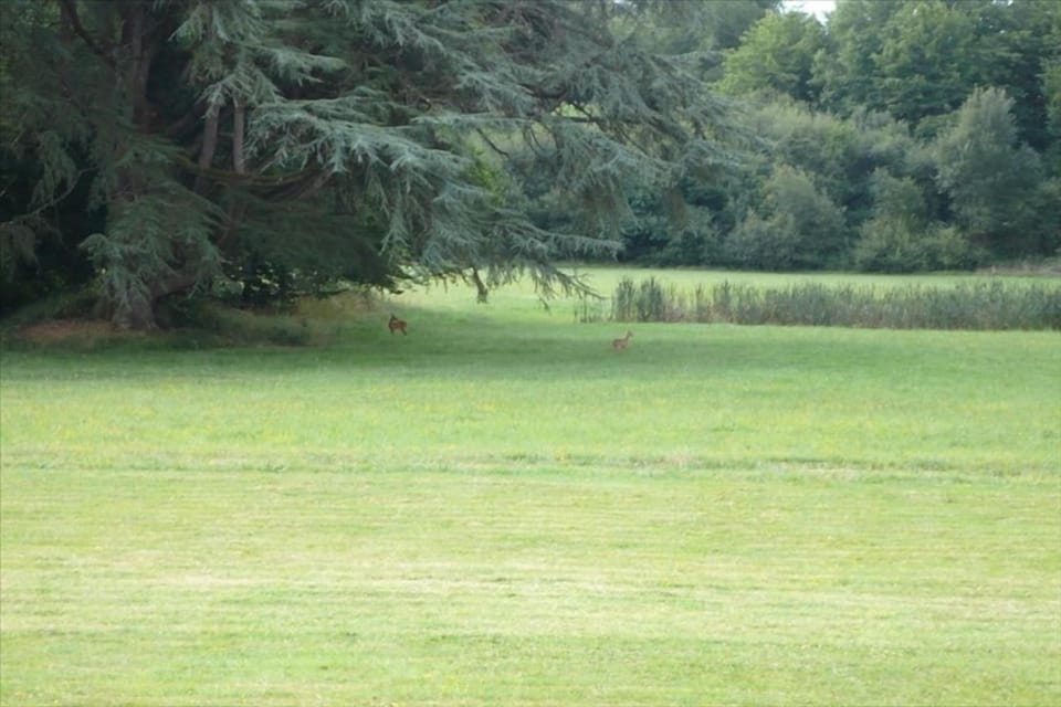 Deer Grazing in Chateau Grounds