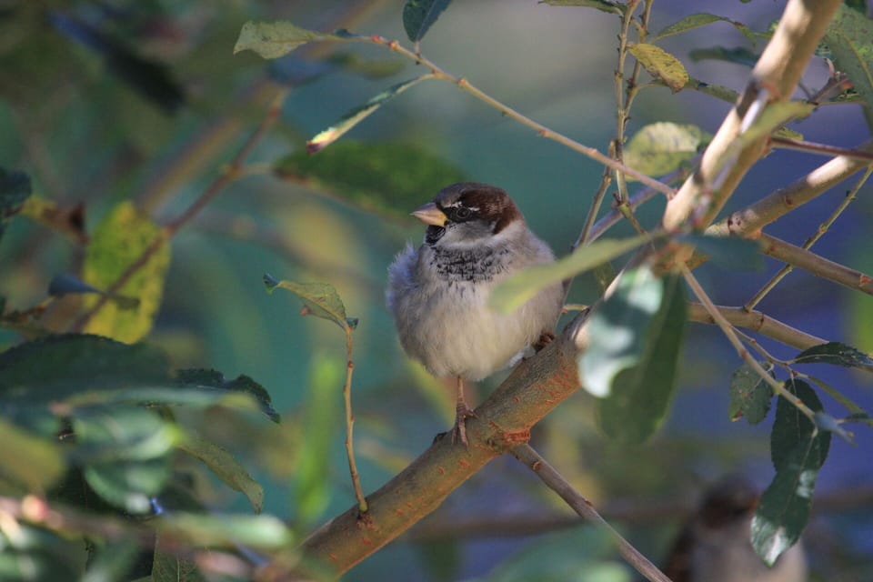 Sparrows, keeping you company