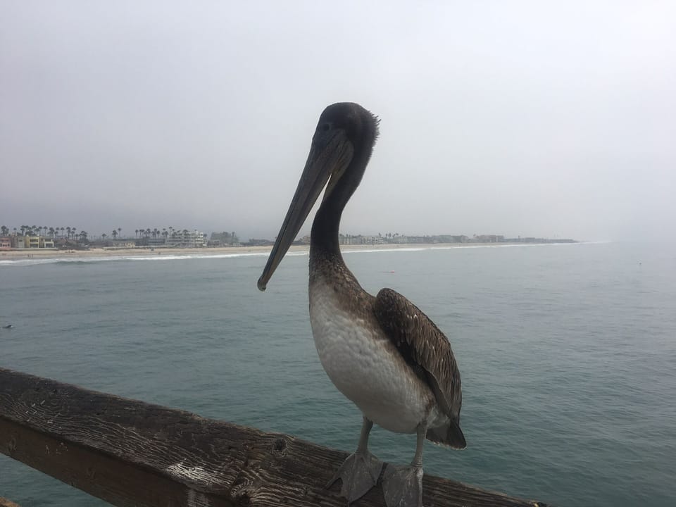 Pier