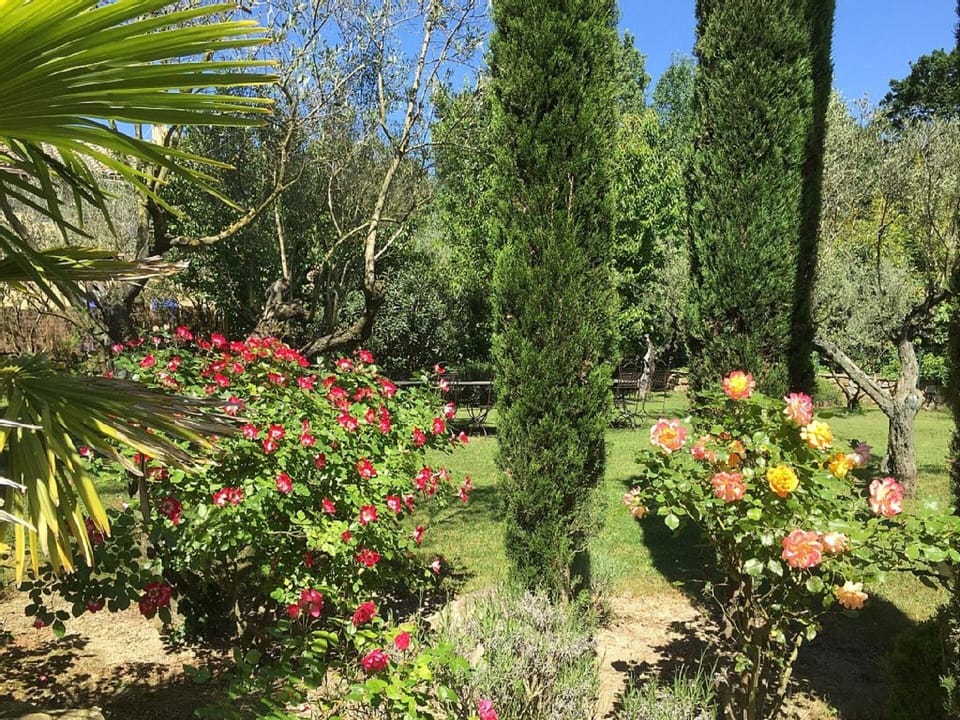 Tropical garden.