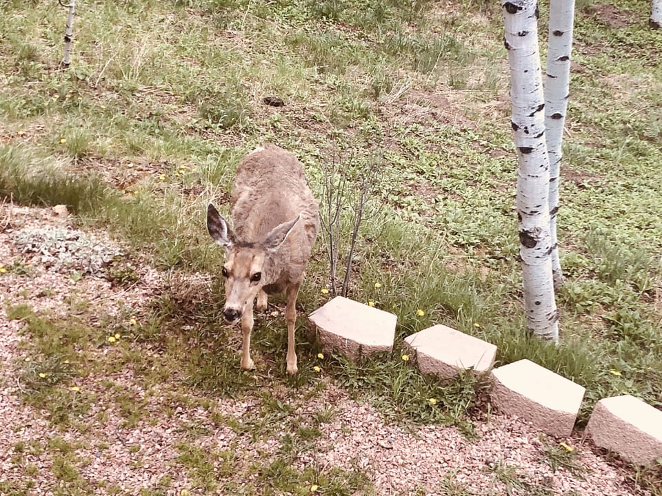Deer. Taken from cabin deck 