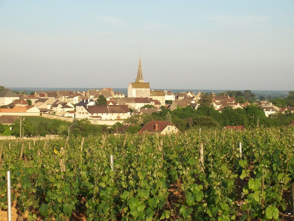 View of Meursault from vineyards behind house