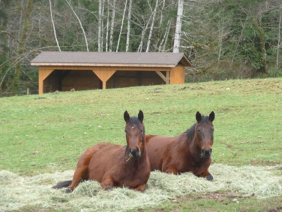 Angel & Dazzles...just chillin'