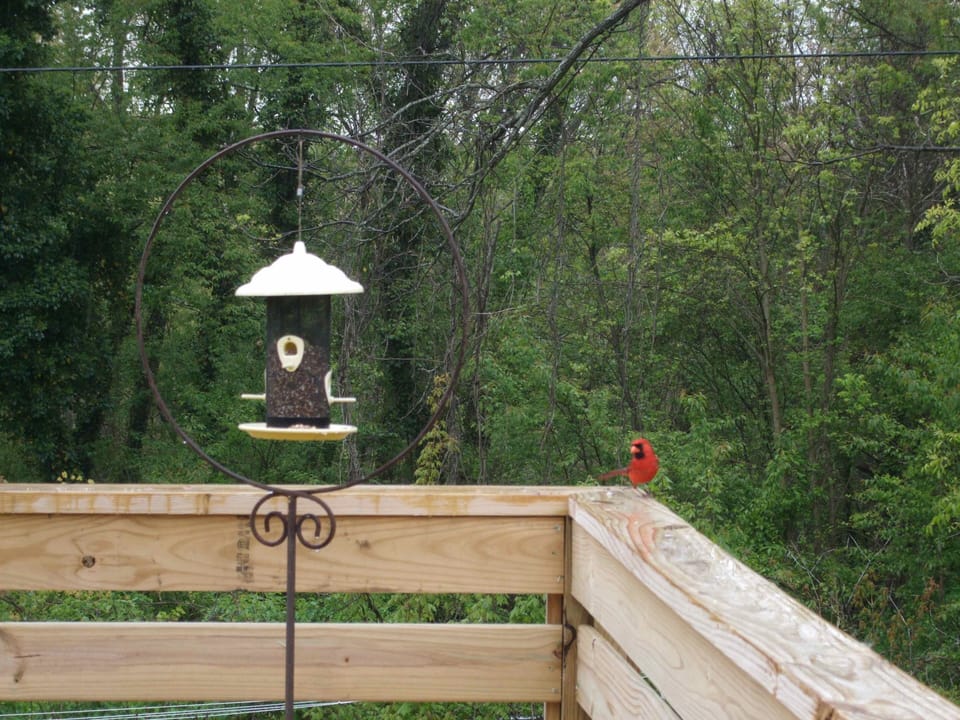 Bird lovers check our local friends, just remember to fill our bird feeder.Enjoy