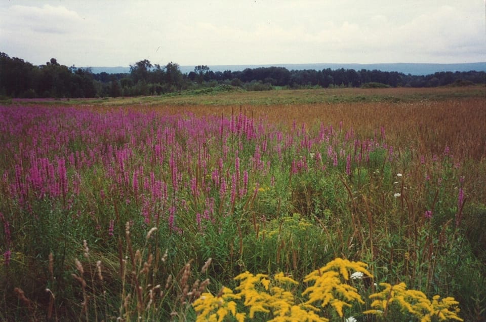 August Loosestrife on side of property