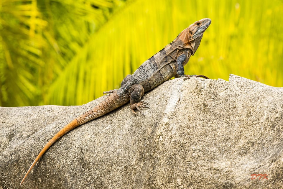 Iguana posing next to the Las Monas pool sandy beach area.