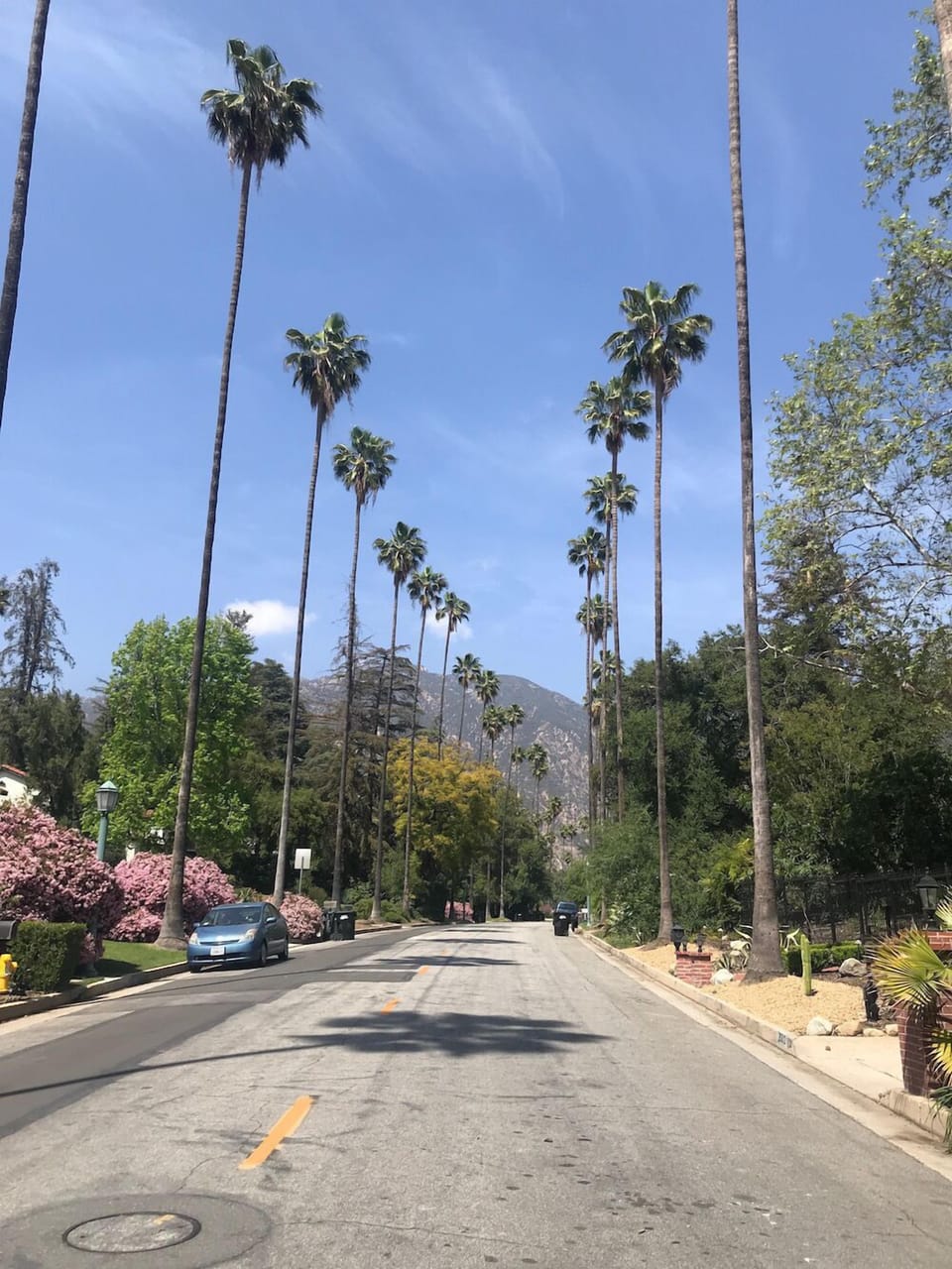 "The Best Street in Altadena" with palm trees and mountain views, very quiet