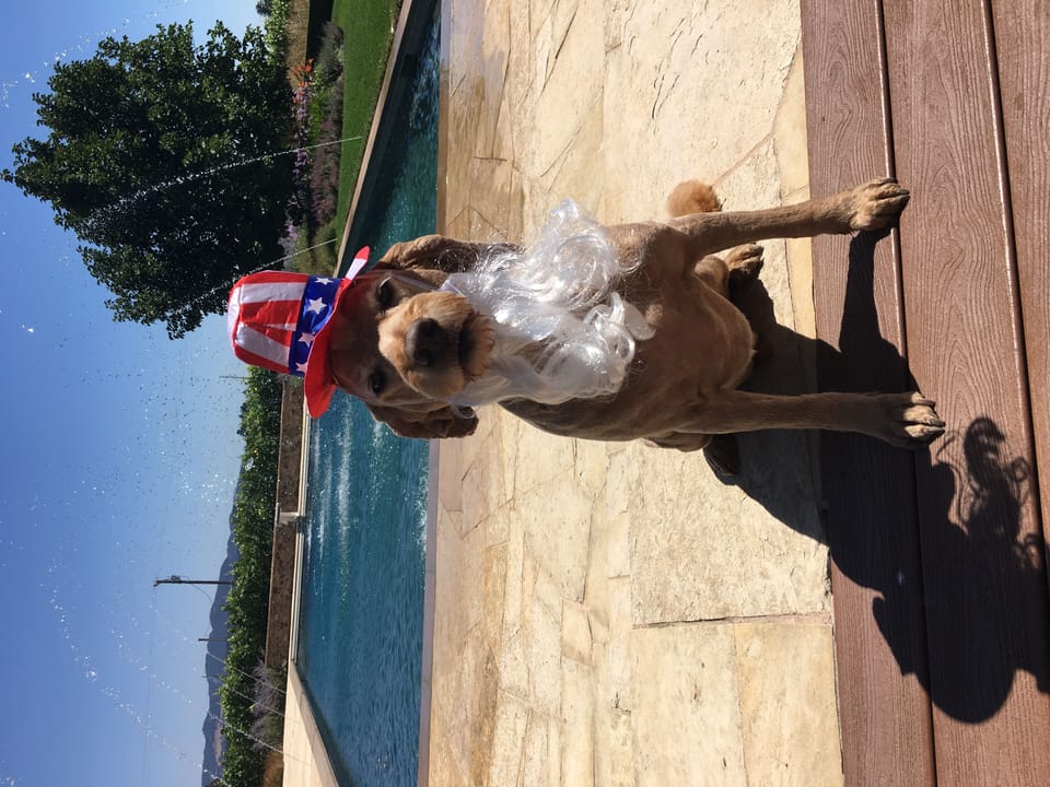 Dog on 4th of July - 24' x 60' Salt Water Pool - SEE VIDEO
