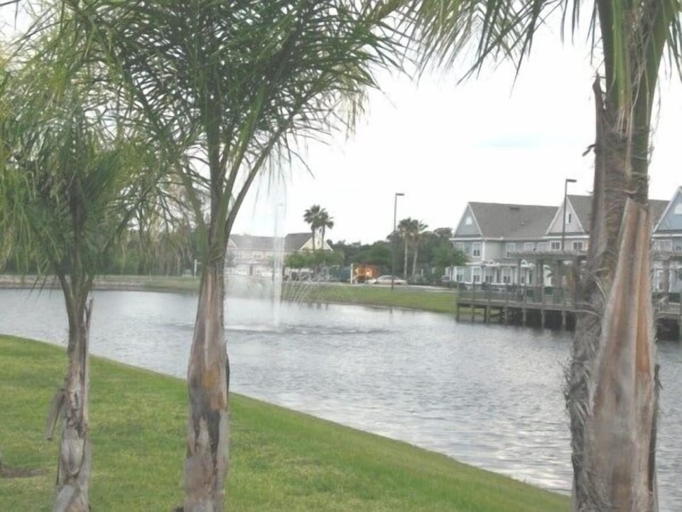 Palms by the pond walkway