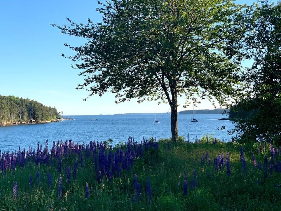 Flood's Cove - Ocean Lupine