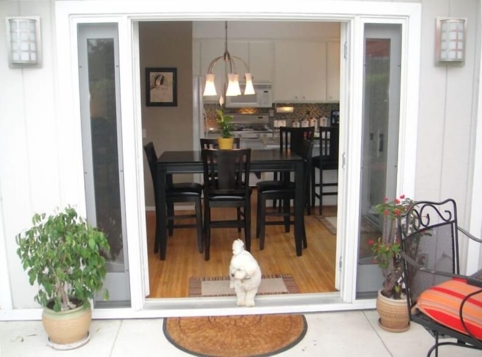 Leroy standing guard in french doors open to front patio.