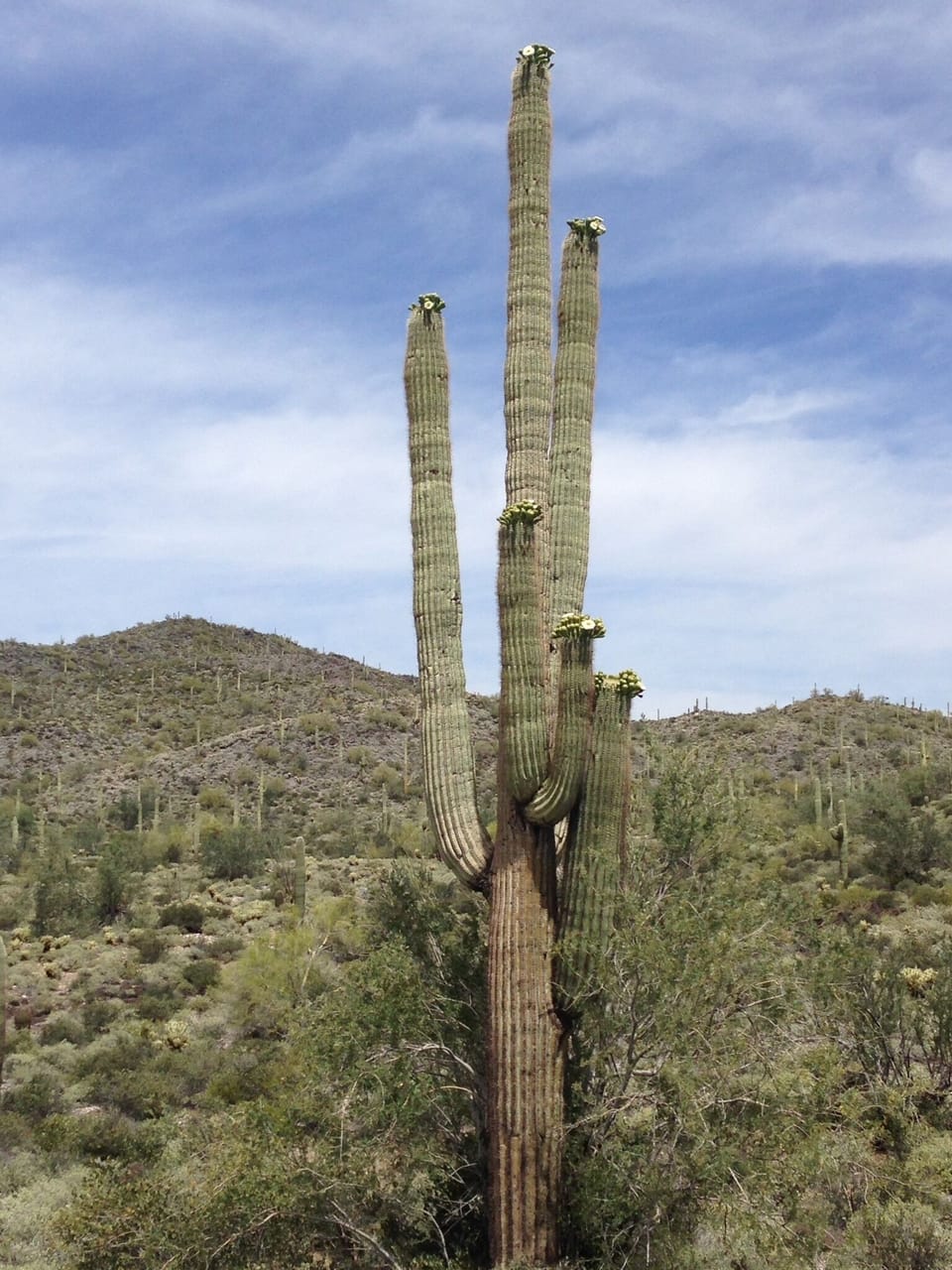 Enjoy the saguaro cactus and other desert vegetation.