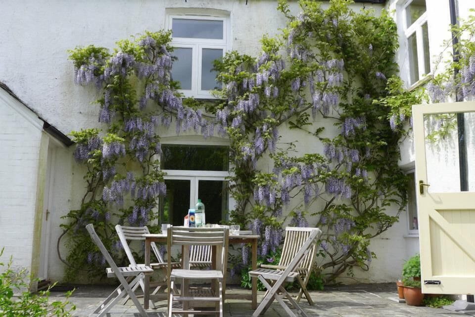 Wisteria on the patio in the Spring