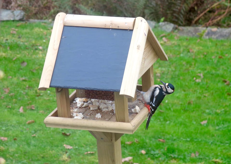 One of our regular visitors!