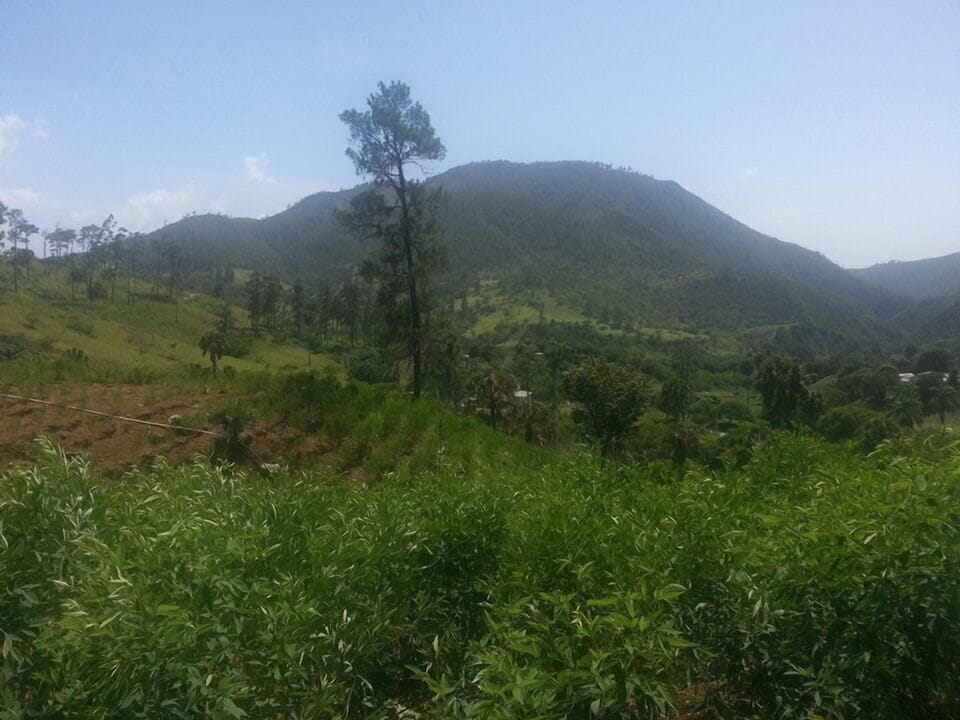 Crops at the property.