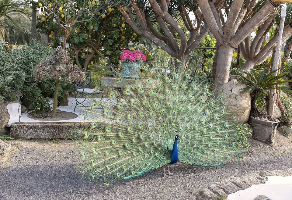 Studio in a Small and fine resort, set in a botanical Garden.  On Ischia Island,