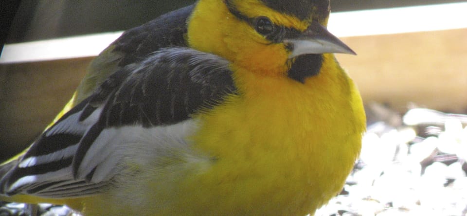 Wild birds, like this bullock oriole, can be seen on the property