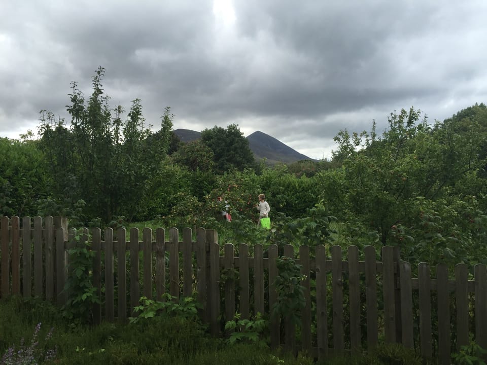 orchard with apples, pears 