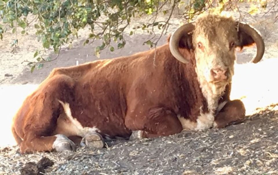 Our bull and a few cows roam the acreage in the hills - potential photo op!