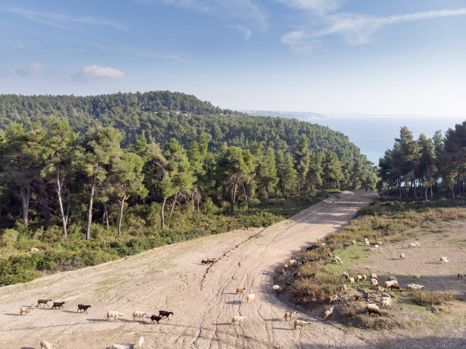 Road to Koutsoupia beach