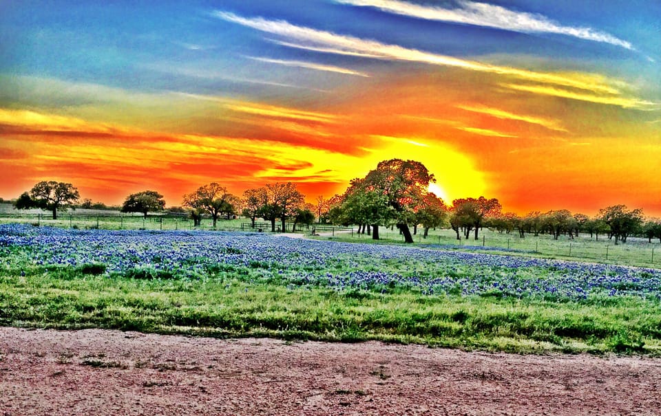 Bluebonnets in the Spring 